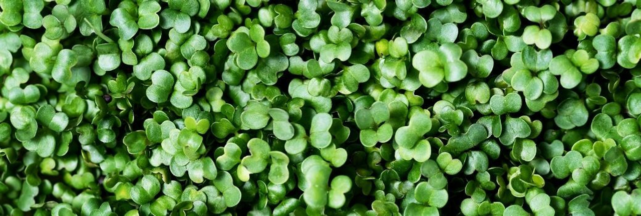 Micro Greens